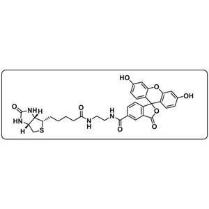 Biotin-4-Fluorescein