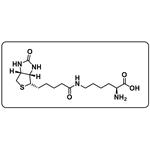 Biocytin