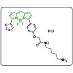 BODIPY TR Cadaverine