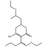 	Sethoxydim