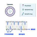 Composite Ceramide Lipid Vehicle 3.0 Pro