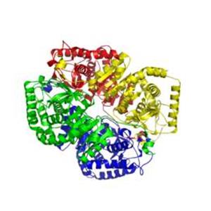 L-Lactic dehydrogenase