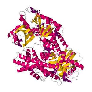 HEXOKINASE