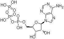 CAS # 56-65-5, Adenosine triphosphate, 5'-Deoxyadenylate triphosphate, Adenosine 5'-triphosphate, [(2R,3S,4R,5R)-5-(6-Aminopurin-9-yl)-3,4-dihydroxyoxolan-2-yl]methyl (hydroxy-phosphonooxyphosphoryl) hydrogen phosphate