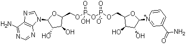 β-Nicotinamide Adenine Dinuclotide;NAD