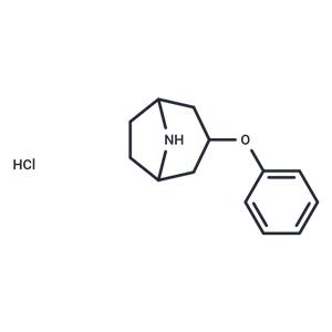 3-phenoxy-8-azabicyclo[3.2.1]octane HCl