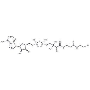 Dephospho-CoA