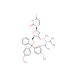 5’-O-DMTr-dU-methyl ? phosphonamidite