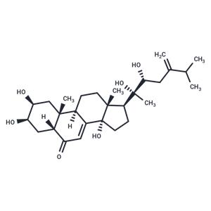 Polyporusterone B