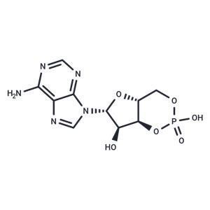 Cyclic AMP