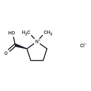 Stachydrine Hydrochloride