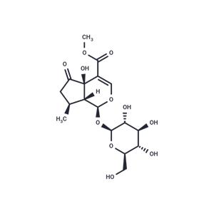 Hastatoside