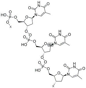 POLY(DT) Struktur