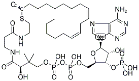 LINOLEOYL COENZYME A, [LINOLEOYL 1-14C] Struktur