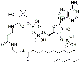 HEPTADECANOYL COENZYME A Struktur