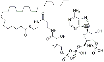 HEXACOSANOYL COENZYME A Struktur