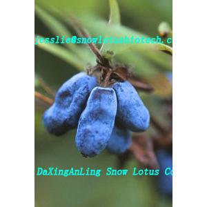 Lonicera edulis extract