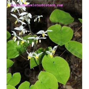 Epimedium P.E