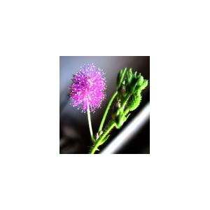 含羞草提取物 Mimosa  Extract