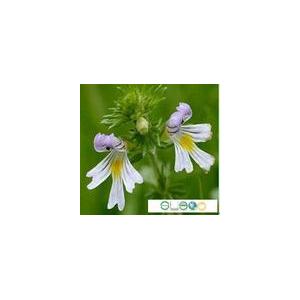 小米草提取物  Eyebright Extract