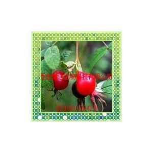 玫瑰果提取物Rose Hips Extract 10:1,10%（西安瑞迪）抗輻射