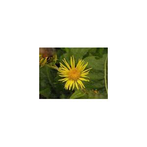 Inula helinum L. Extract (monica at seaweedbiochem dot com)