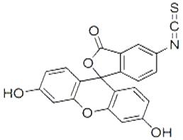 異硫氰酸熒光素酯;5-FITC