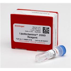 Lipofectamine? 2000 Transfection Reagent 脂質(zhì)體2000