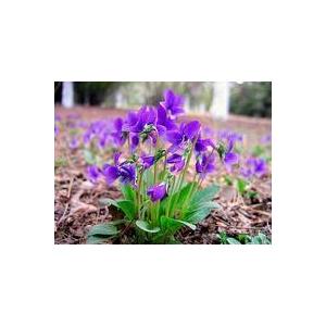 紫花地丁提取物