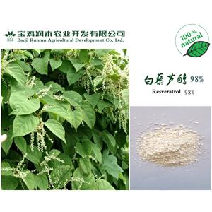 虎杖提取物 白藜蘆醇 98%