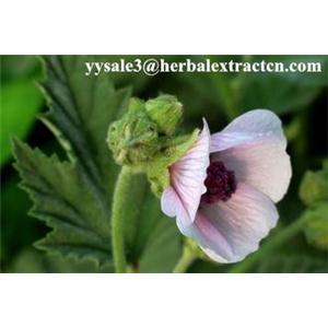 藥蜀葵提取物 Althaea officinalis P.E. CAS號：73049-65-7 陜西永源生物