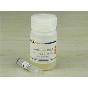 Phospho-Bcl-2(Ser70)抗體(兔單抗)