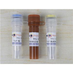 一步法TUNEL細(xì)胞凋亡檢測(cè)試劑盒(紅色熒光)