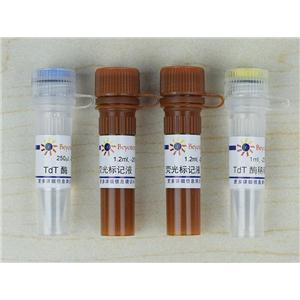 一步法TUNEL細(xì)胞凋亡檢測(cè)試劑盒(紅色熒光)