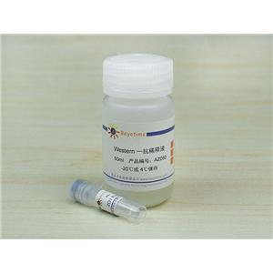 ZO1 Rabbit Polyclonal Antibody