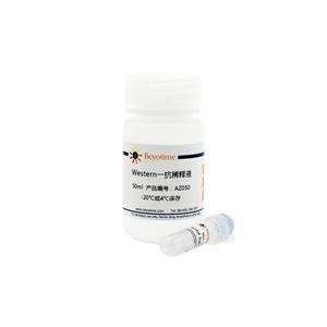 Scavenging Receptor SR-BI Rabbit Monoclonal Antibody