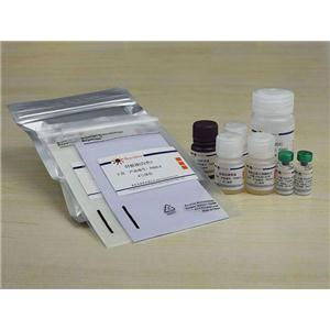 Rat Insulin ELISA Kit (Ultrasensitive)