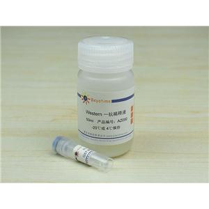 GST Mouse Monoclonal Antibody