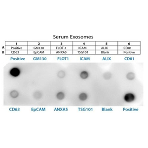 外泌體MARKER抗體芯片