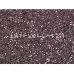 AR42J 大鼠胰腺外分泌細胞