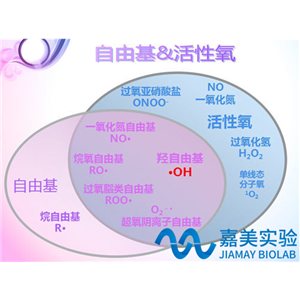 抗氧化/自由基檢測(cè)