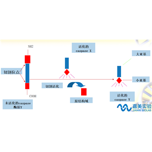 凋亡因子CASPASE系列檢測(cè)