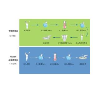 EHA105感受態(tài)細胞