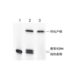 ssDNA/RNA 環(huán)化連接酶