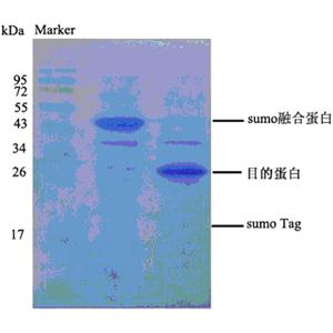 SUMO 蛋白酶 & ULP蛋白酶