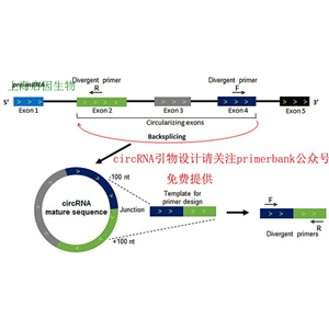 CIRCRNA定量PCR檢測服務(wù)