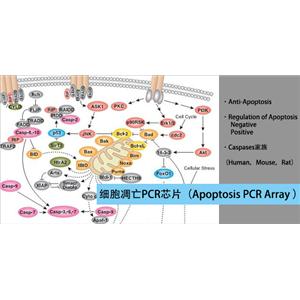 凋亡PCR芯片檢測