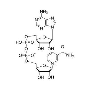 β-煙酰胺腺嘌呤二核苷酸（氧化型）