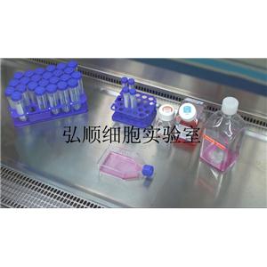 APRE-19細(xì)胞系|人視網(wǎng)膜上皮細(xì)胞系