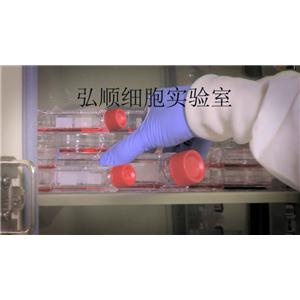 COLO 741 Cell<人直腸癌細(xì)胞系>